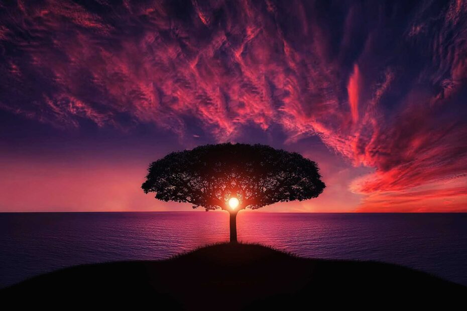 Tree 736885 1920