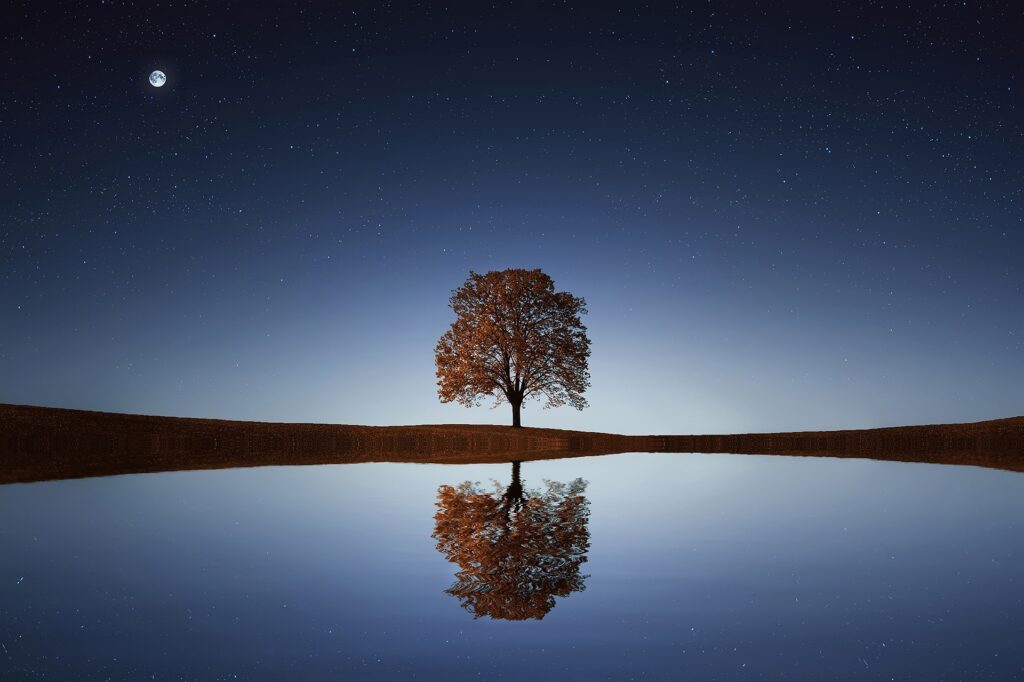 Tree 838667 1920