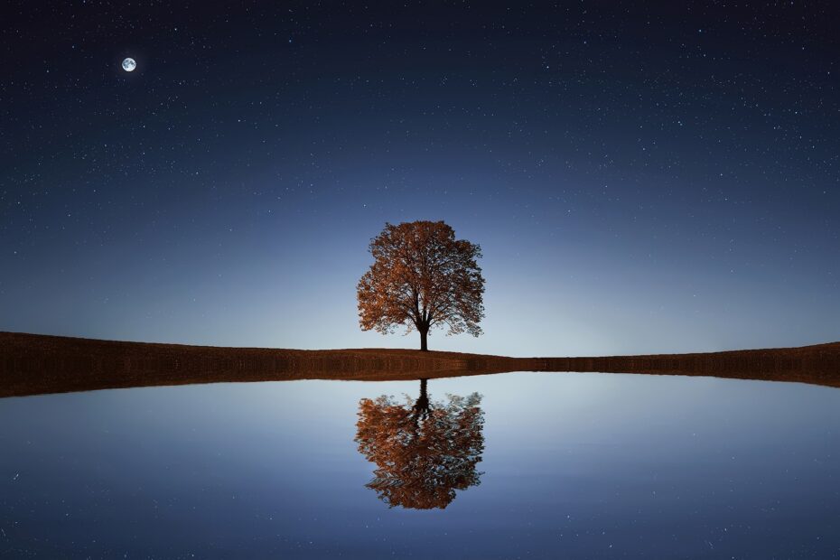 Tree 838667 1920