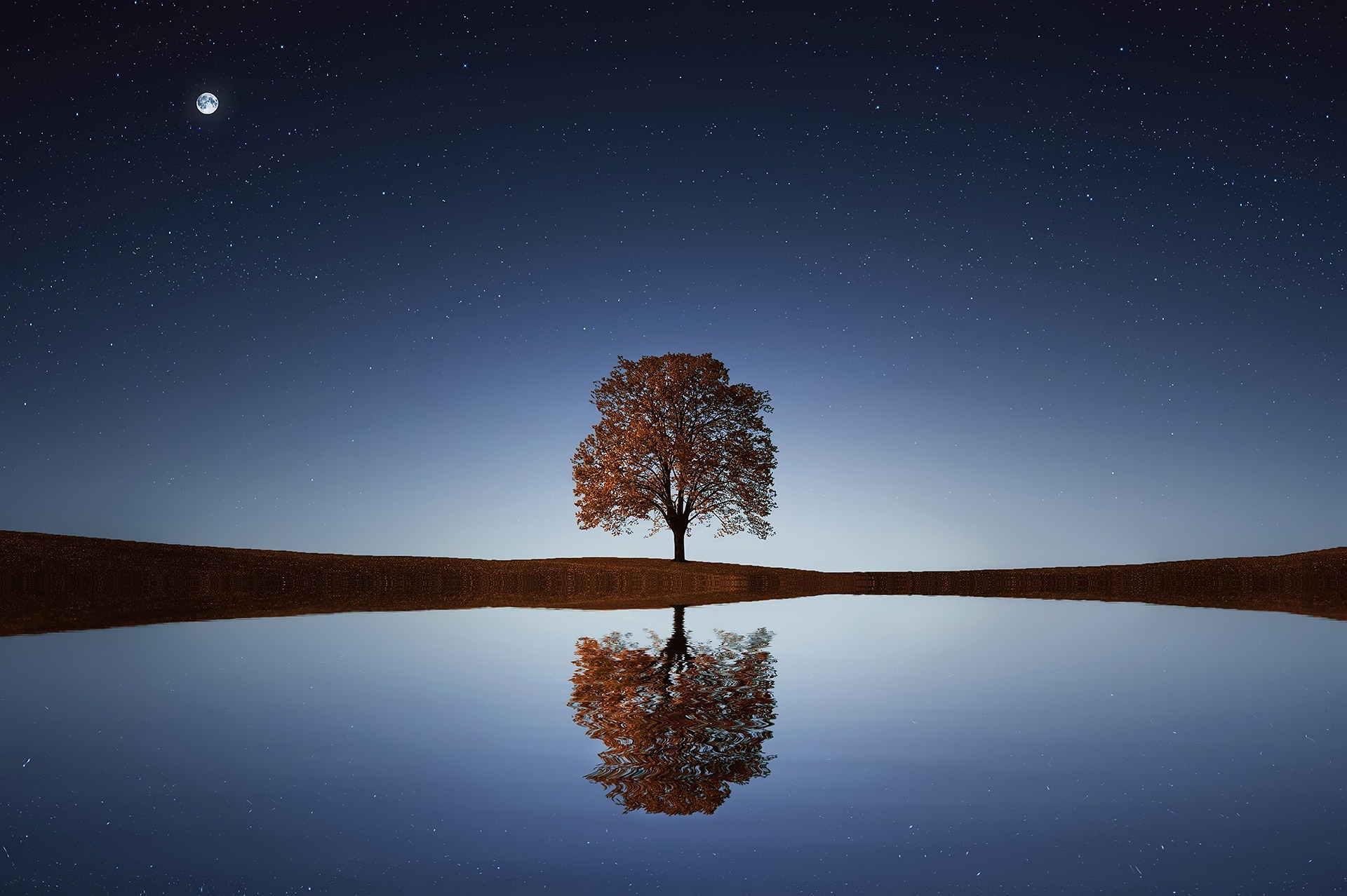 Tree 838667 1920